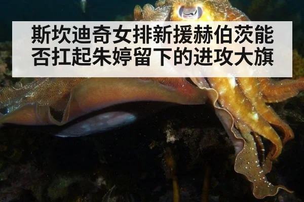 斯坎迪奇女排新援赫伯茨能否扛起朱婷留下的进攻大旗